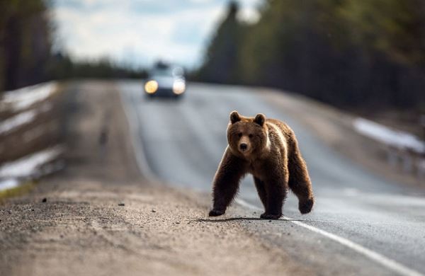 <br />
Медведь случайно угнал автомобиль и попал в аварию<br />
